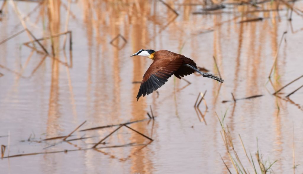 A bird flying over Lake Manyara