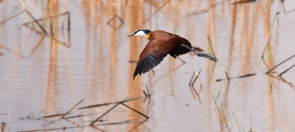 A bird flying over Lake Manyara