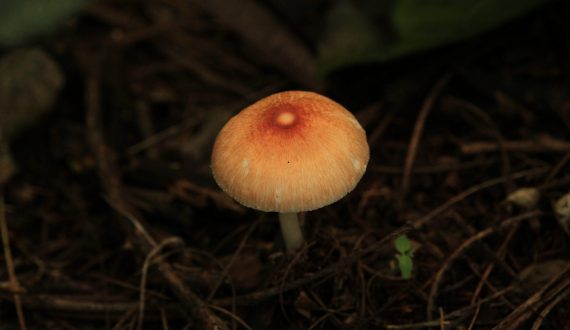 Champignon-Ruvubu-Burundi-2018-6